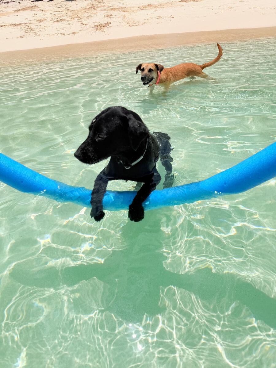Dogs swimming in turquoise Andros water